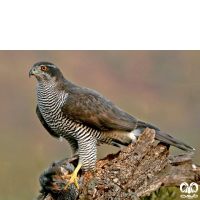 گونه طرلان Northern Goshawk 